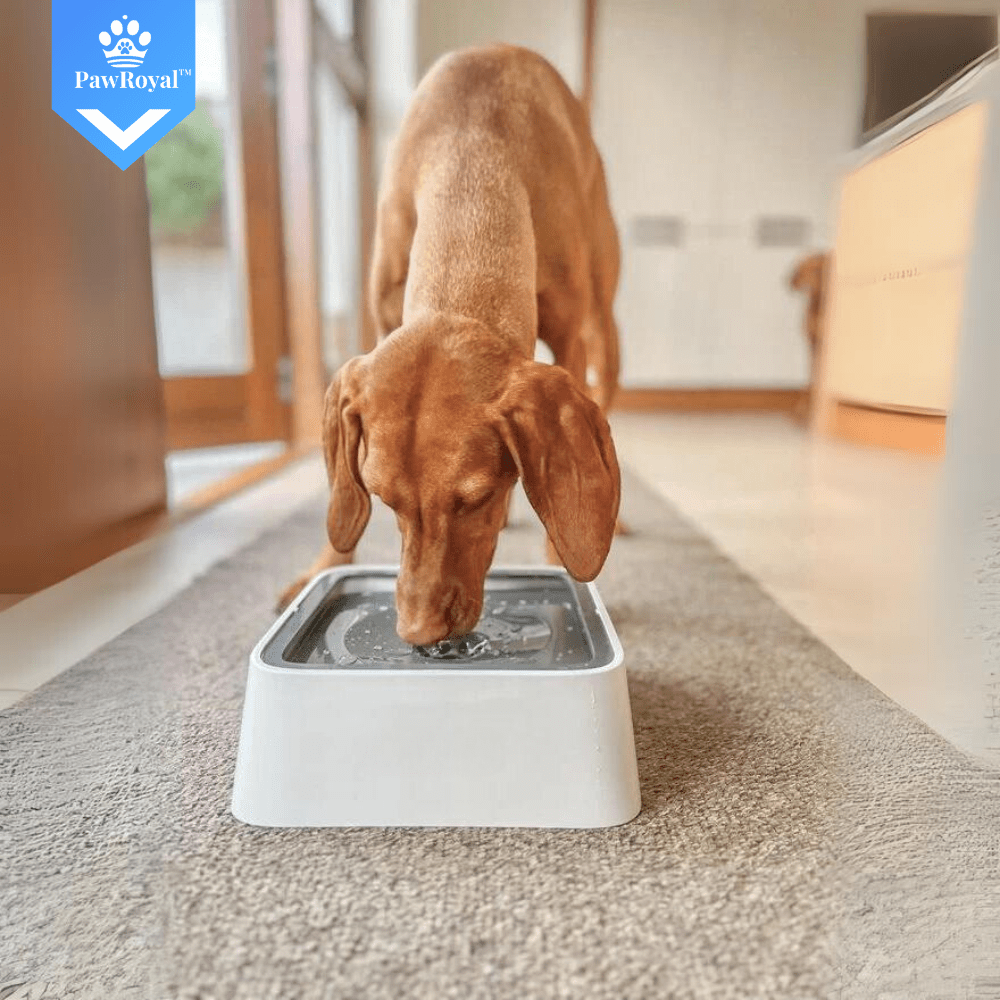 PawRoyal™ Auslaufsicherer Wassernapf 2L mit Aktivkohle Filter - Waagemann