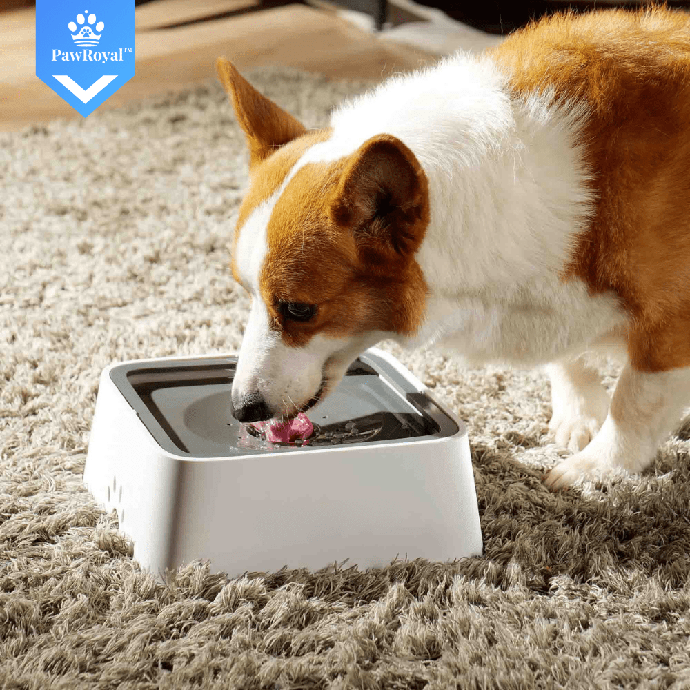 PawRoyal™ Auslaufsicherer Wassernapf 2L mit Aktivkohle Filter - Waagemann