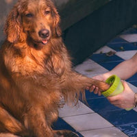 Cleverer Pfotenreiniger für Hunde - Waagemann